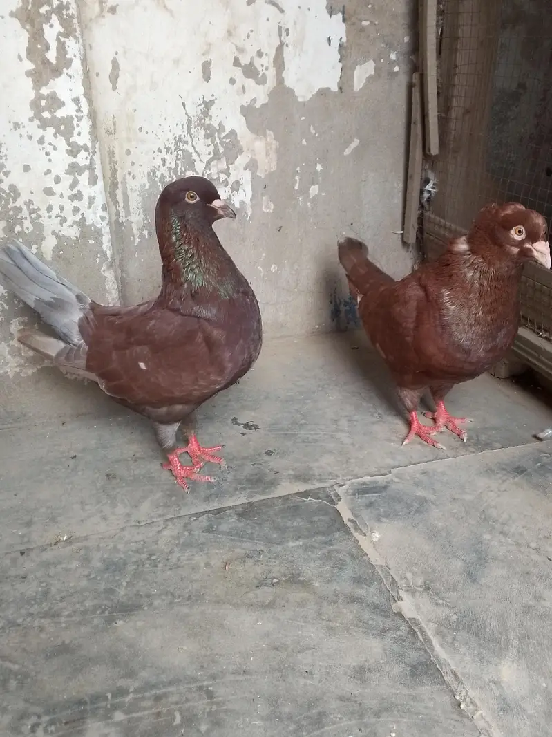king pigeon — photo 9