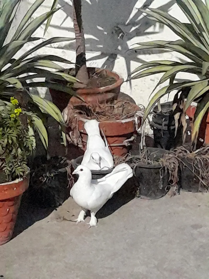 Fancy white pigeons ( White Homers ) — photo 2