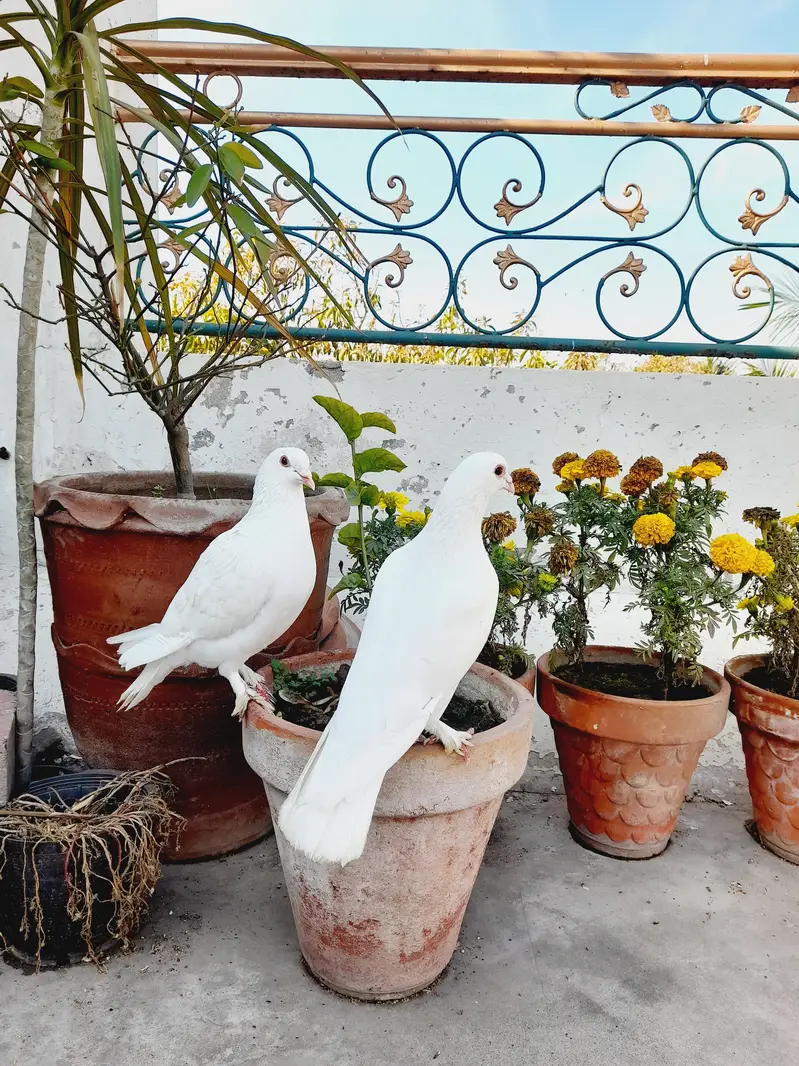 Fancy white pigeons ( White Homers ) — photo 3