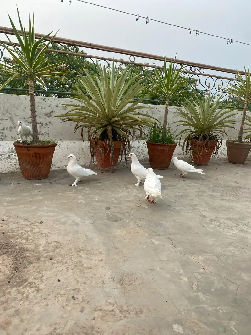 Fancy white pigeons ( White Homers ) — photo 4