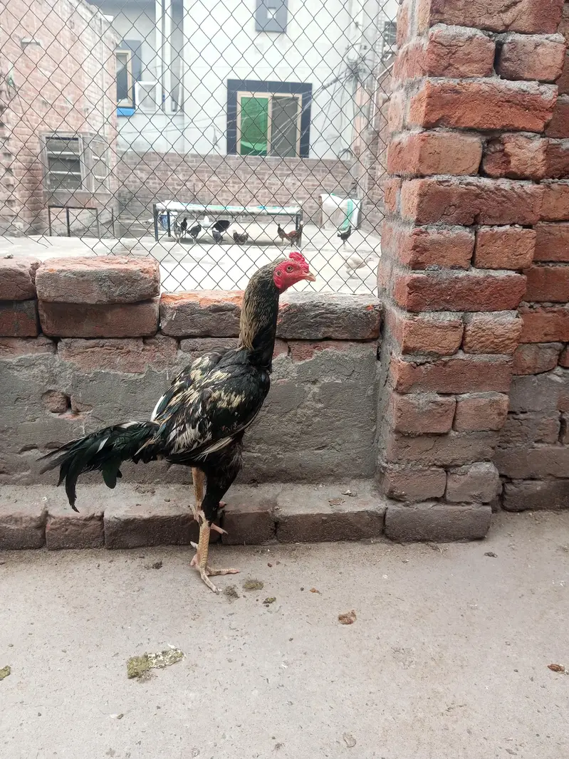 Aseel pair — photo 2