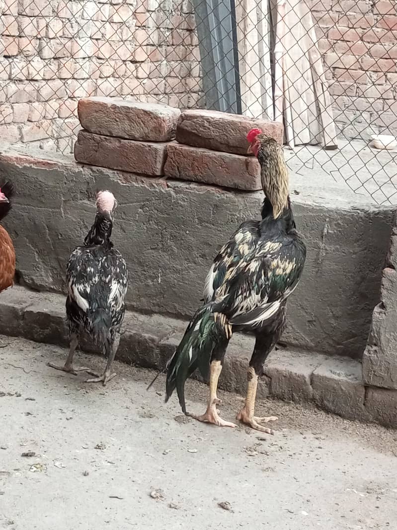 Aseel pair 4