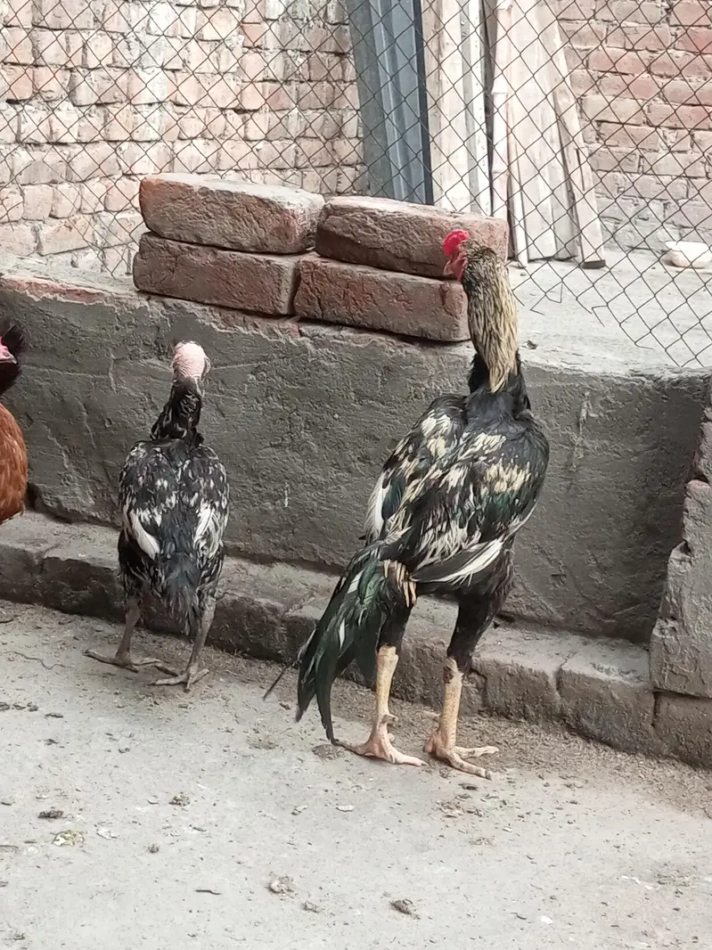 Aseel pair — photo 5