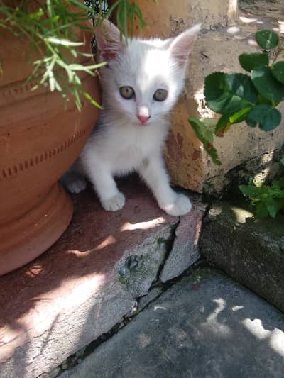 Persian cat for sale