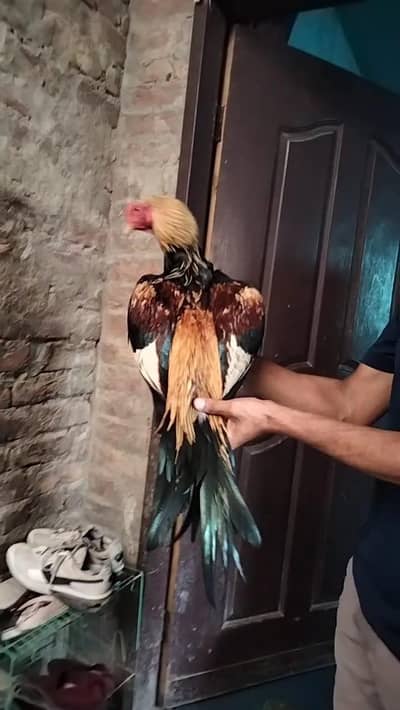 agar kisi kye bhi pass patha pathye hye to mere sye rabta karye read