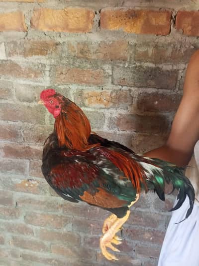 sale for rooster