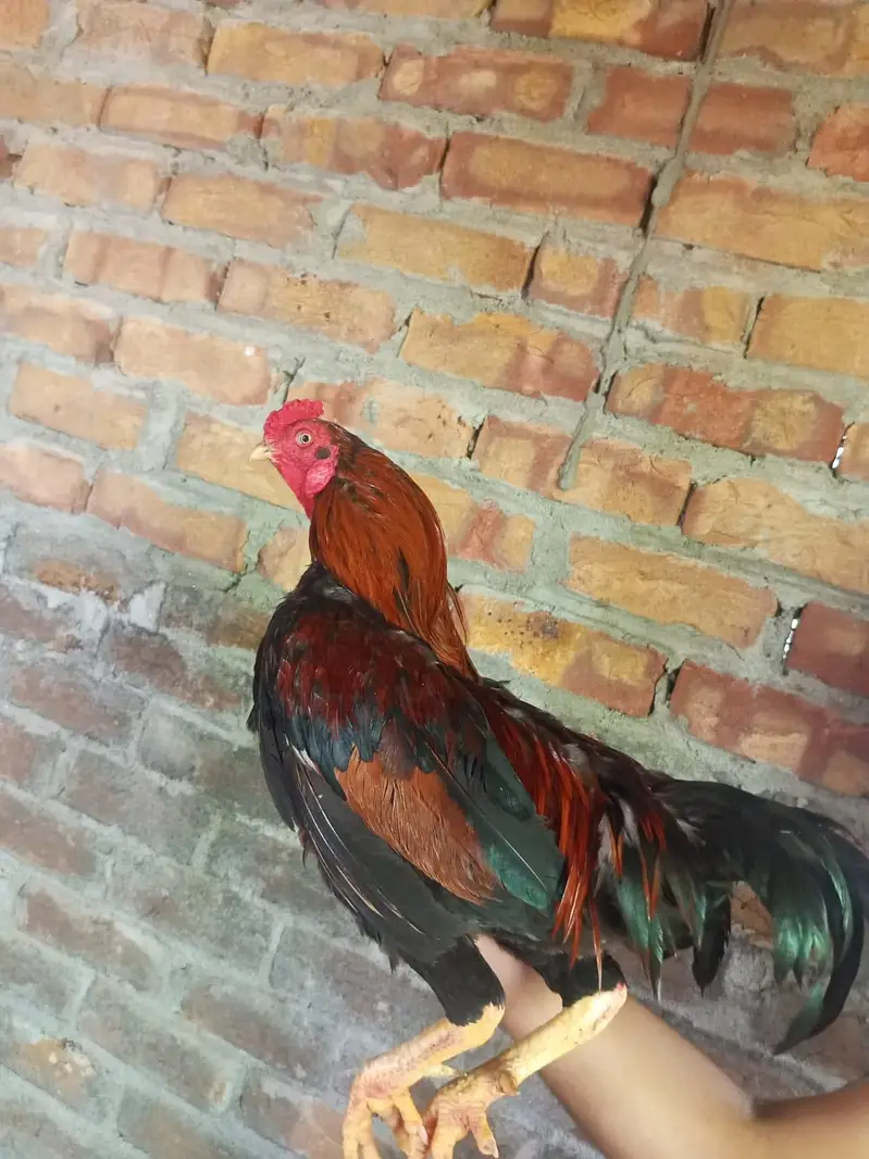 sale for rooster — photo 2