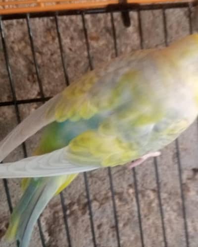 Fellow Rainbow Red Eye