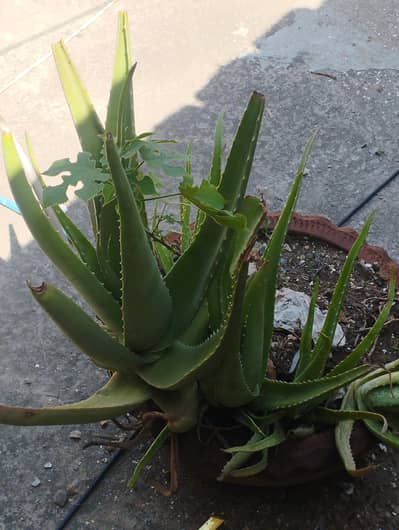 very beautiful plant