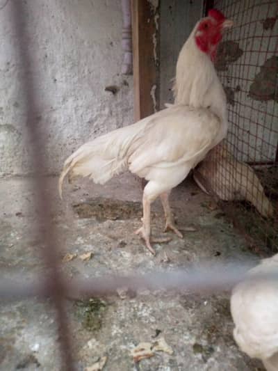 all for sale