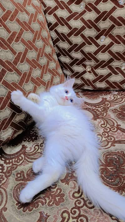 Persian kittens