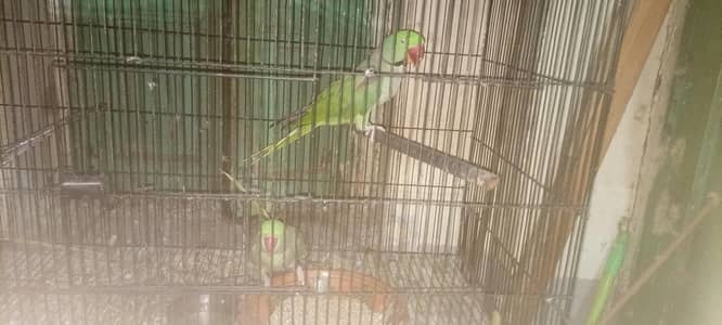 Raw breeder pair female tamed face to face taking