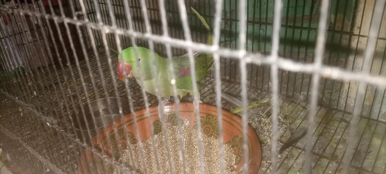 Raw breeder pair female tamed face to face taking — photo 2