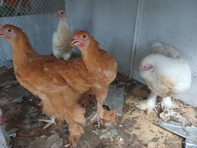 Female Golden buff & white Buff for Sell