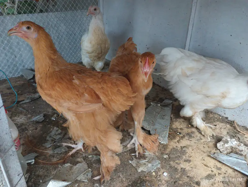 Female Golden buff & white Buff for Sell — photo 2