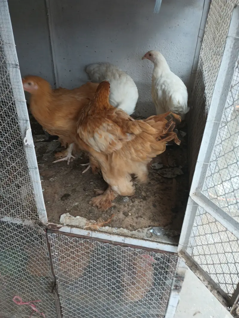Female Golden buff & white Buff for Sell — photo 3