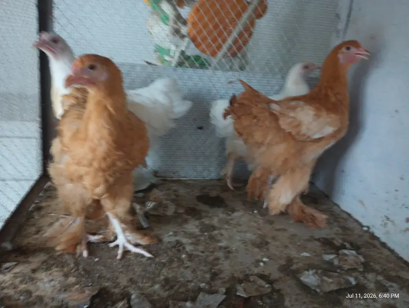 Female Golden buff & white Buff for Sell — photo 4