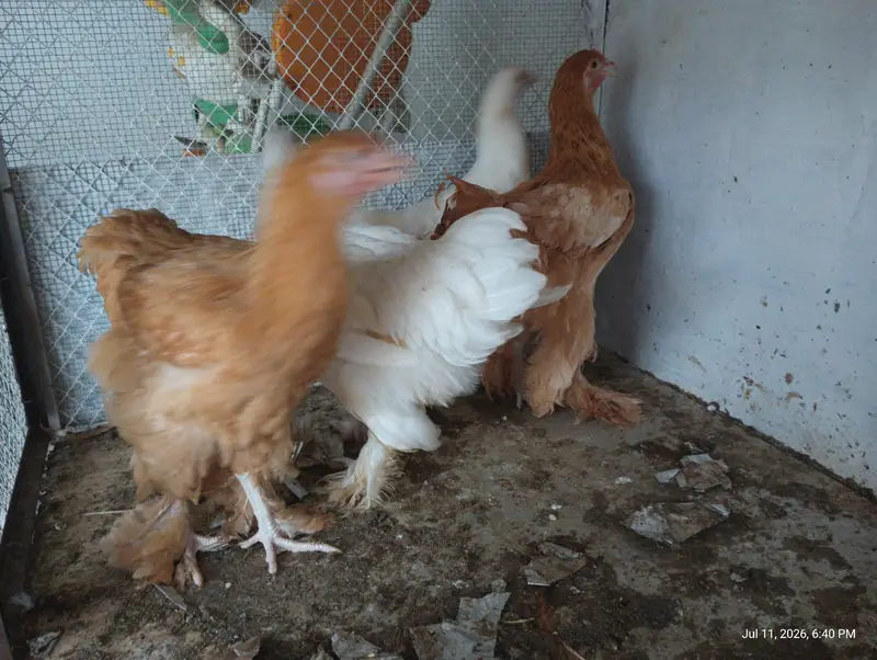Female Golden buff & white Buff for Sell — photo 5