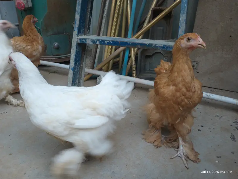 Female Golden buff & white Buff for Sell — photo 6