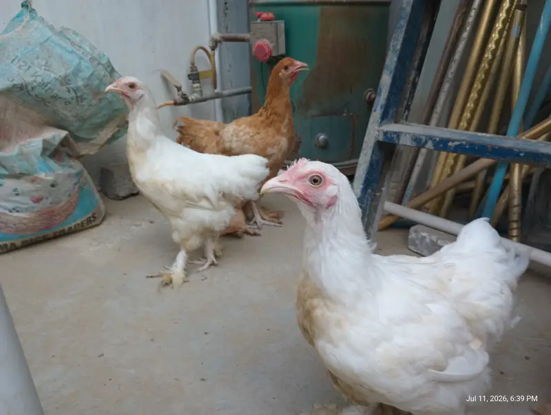 Female Golden buff & white Buff for Sell — photo 7