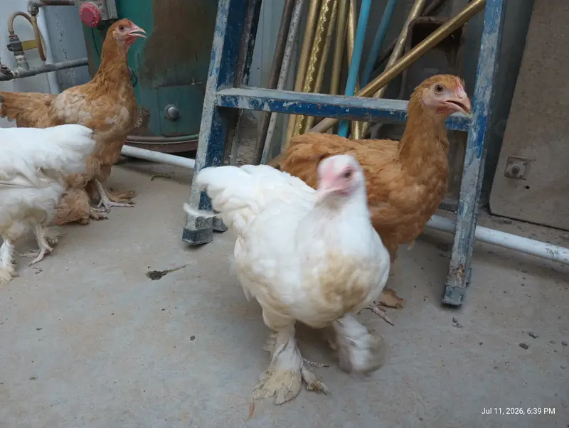 Female Golden buff & white Buff for Sell — photo 8