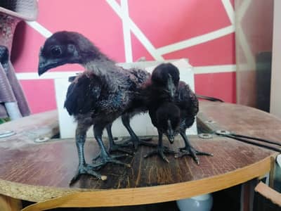 Top quality ayam Cemani gray tongue 1+2 set