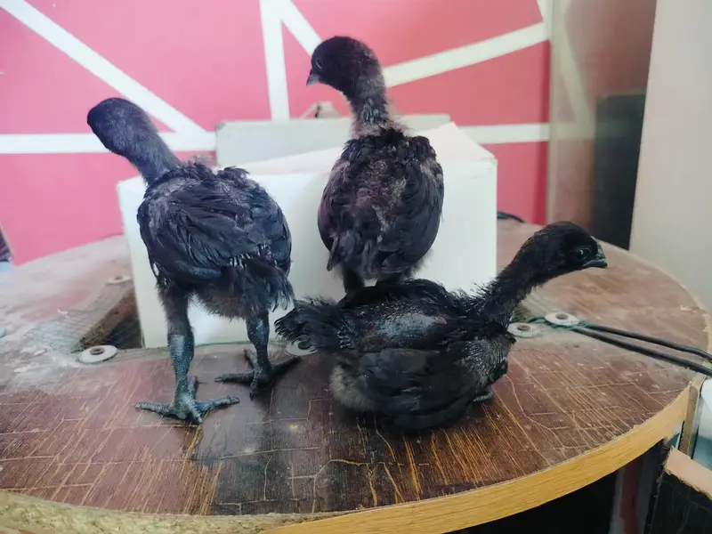 Top quality ayam Cemani gray tongue 1+2 set — photo 2