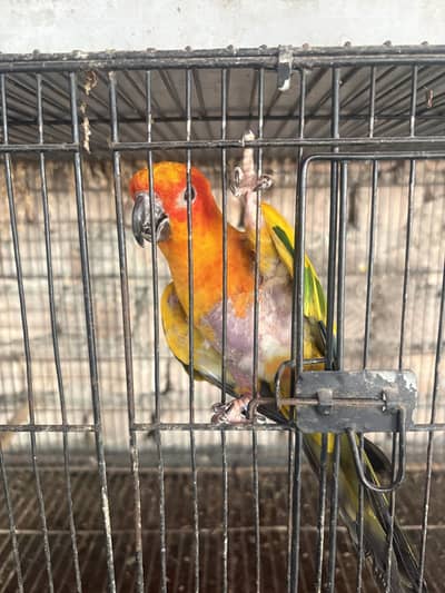 Sunconure Breeder Male for sale