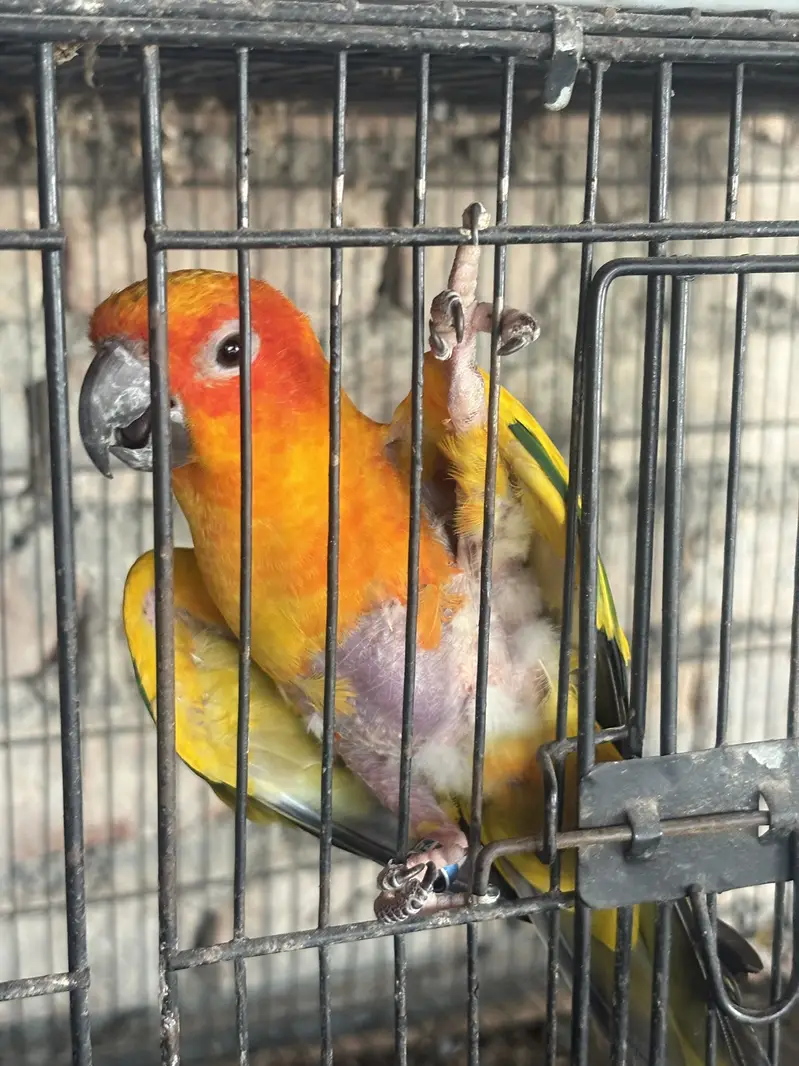 Sunconure Breeder Male for sale — photo 3