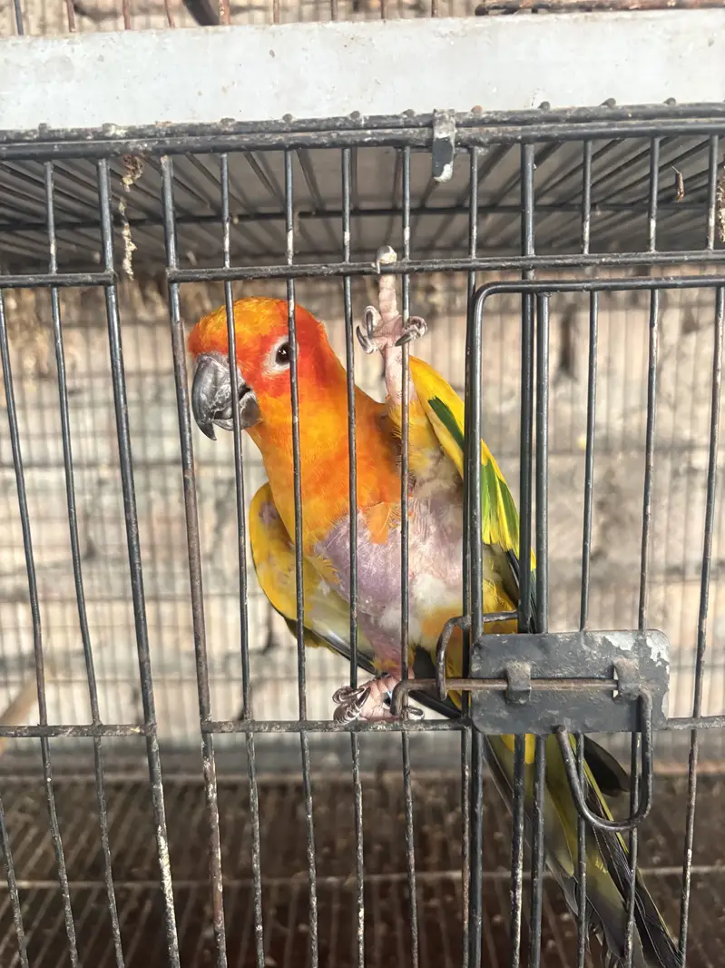 Sunconure Breeder Male for sale — photo 4
