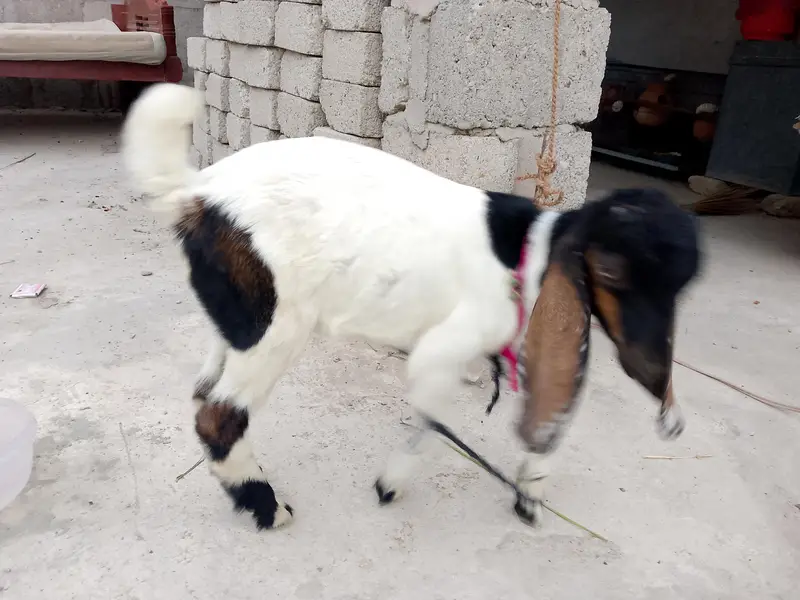 breeder bakra 03181157767 — photo 2