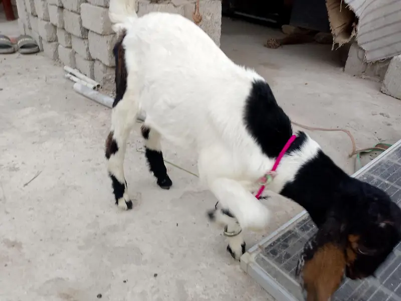 breeder bakra 03181157767 — photo 3