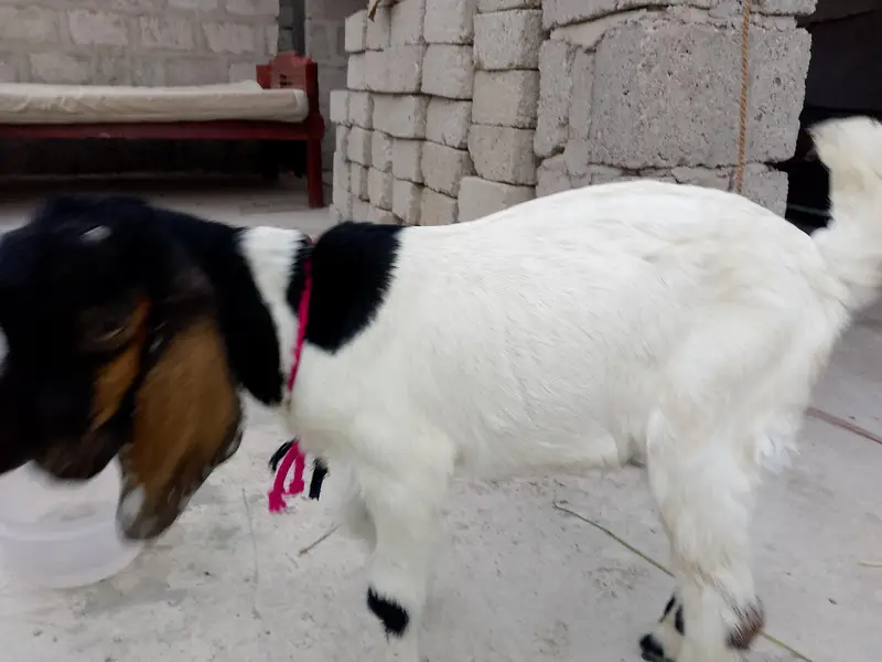 breeder bakra 03181157767 — photo 4