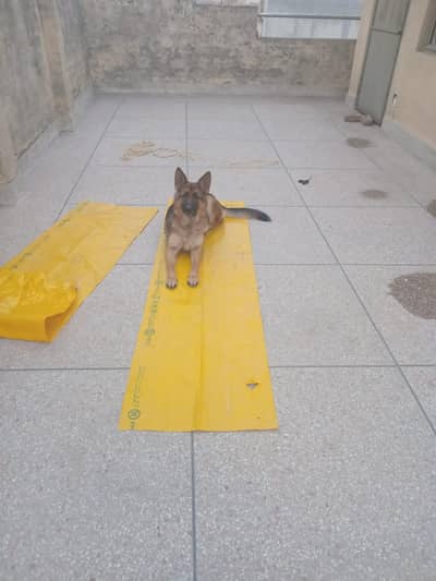 sale dog