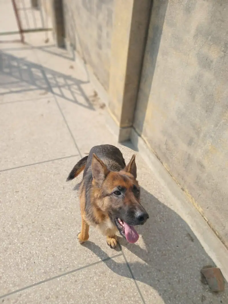 sale dog — photo 2