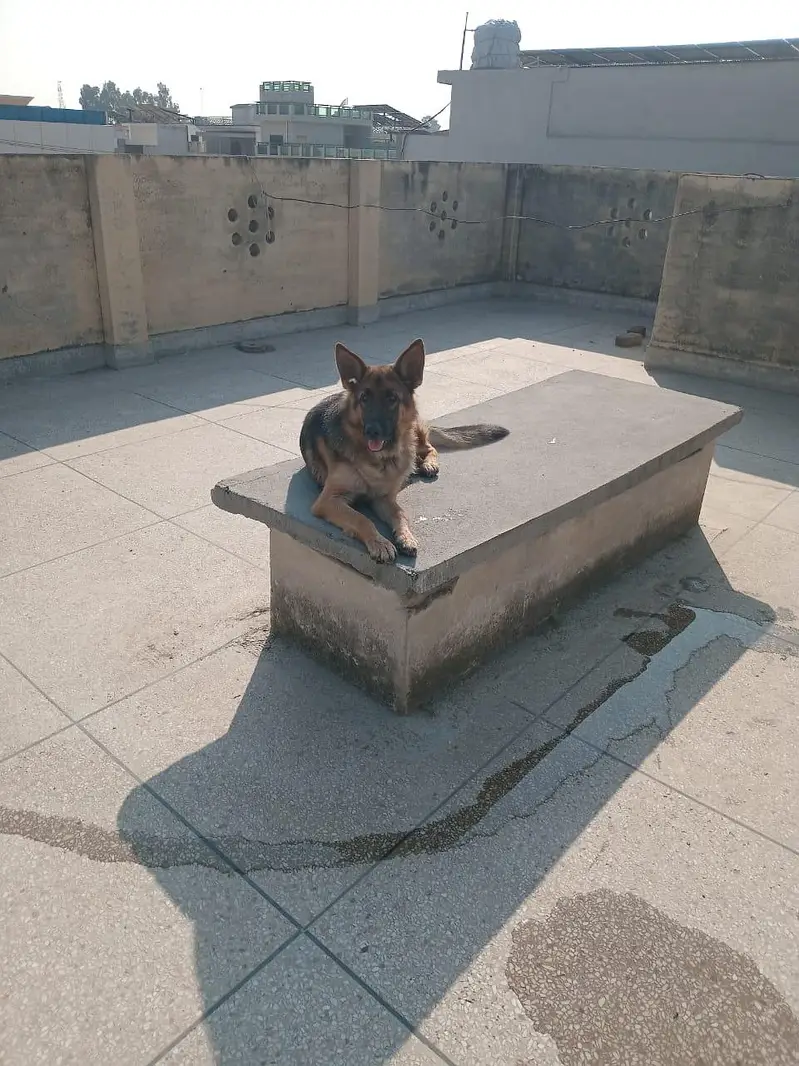 sale dog — photo 3
