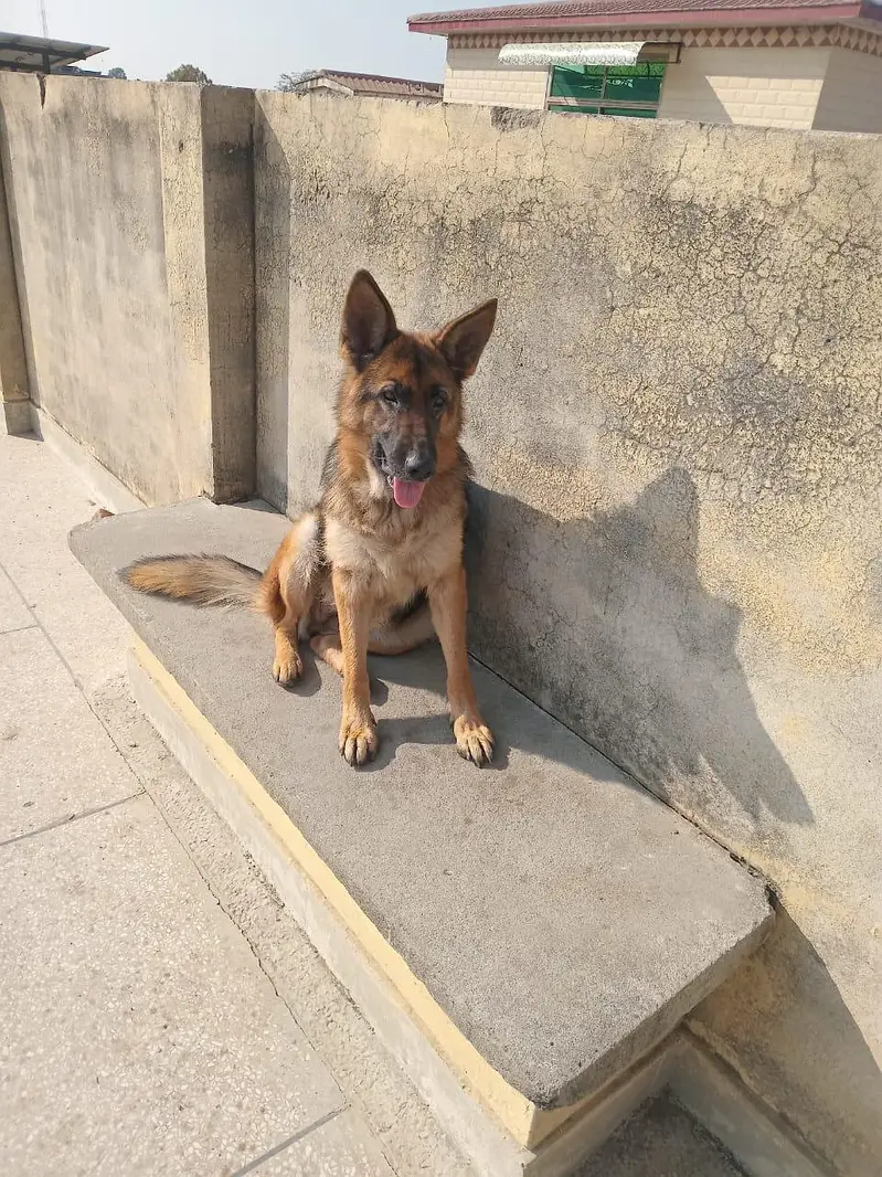 sale dog — photo 4