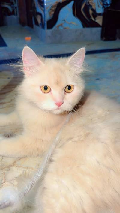 white Persian cat