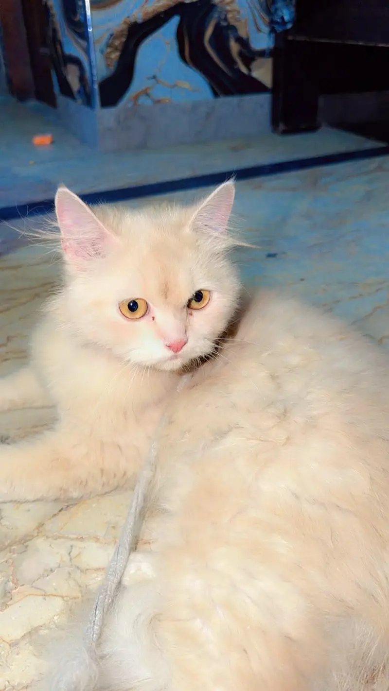 white Persian cat — photo 2