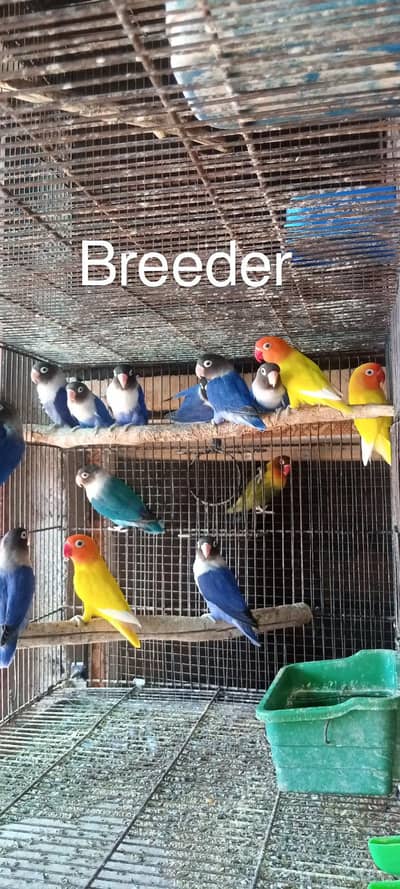 Lovebird Pairs Available
