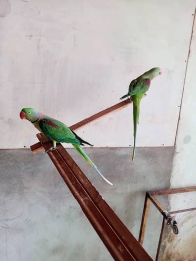 Raw parrot pair for sale