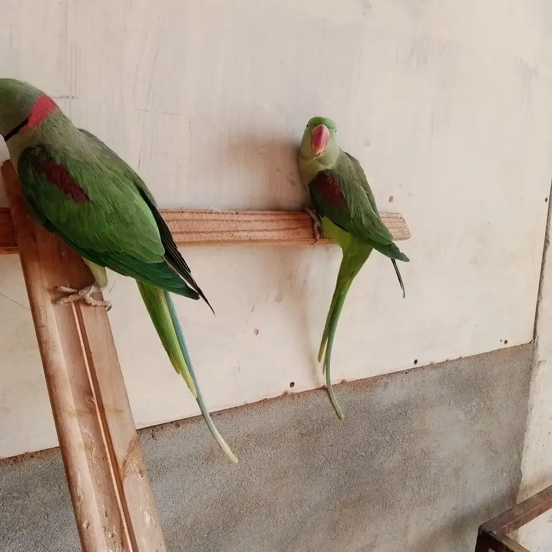 Raw parrot pair for sale — photo 2