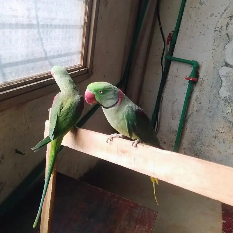 Raw parrot pair for sale — photo 3