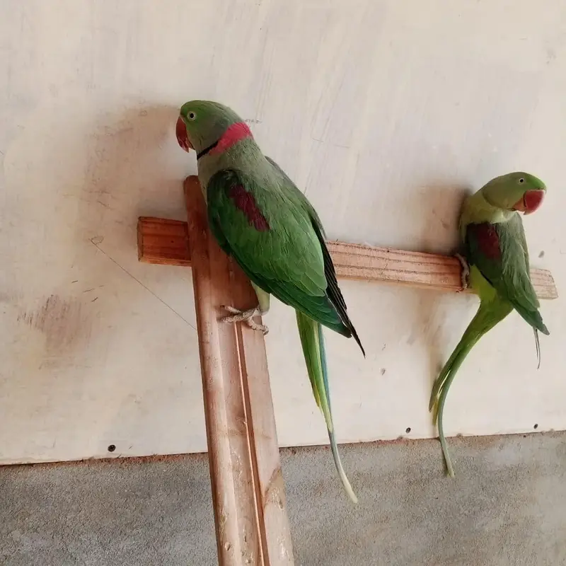 Raw parrot pair for sale — photo 4
