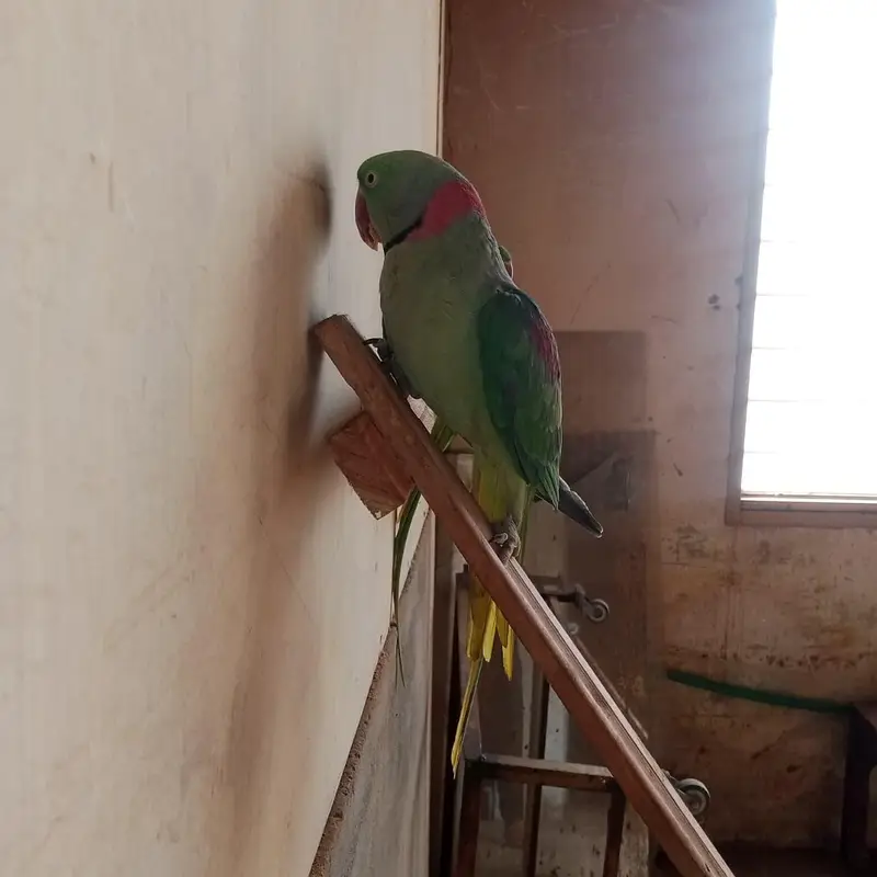 Raw parrot pair for sale — photo 5