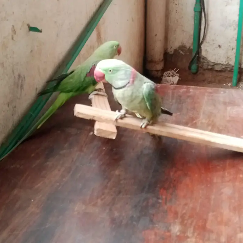 Raw parrot pair for sale — photo 6