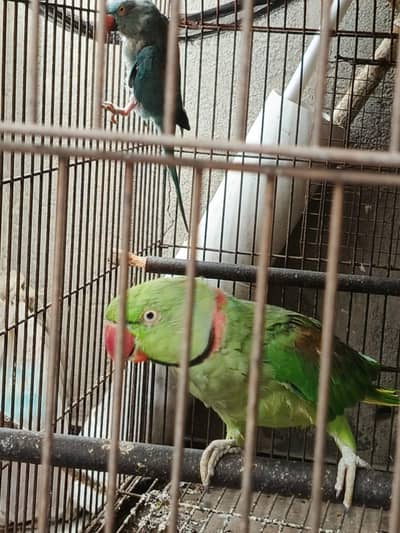 Kashmiri raw, blue ringneck