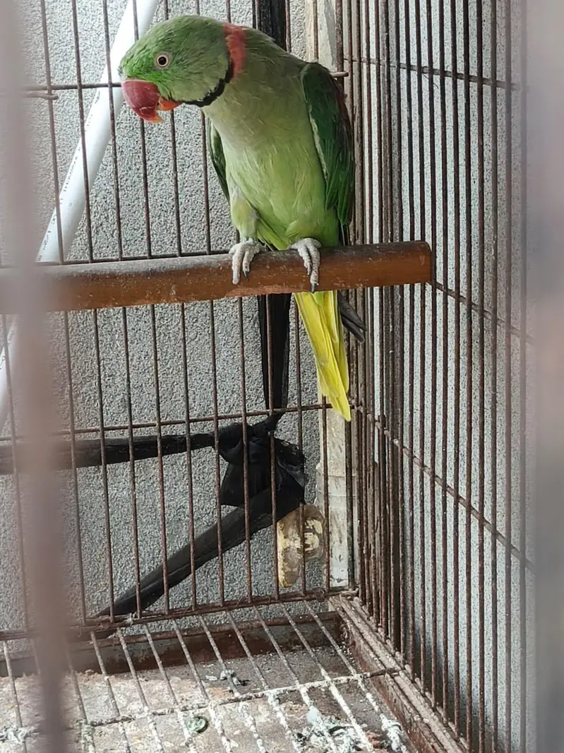 Kashmiri raw, blue ringneck — photo 2