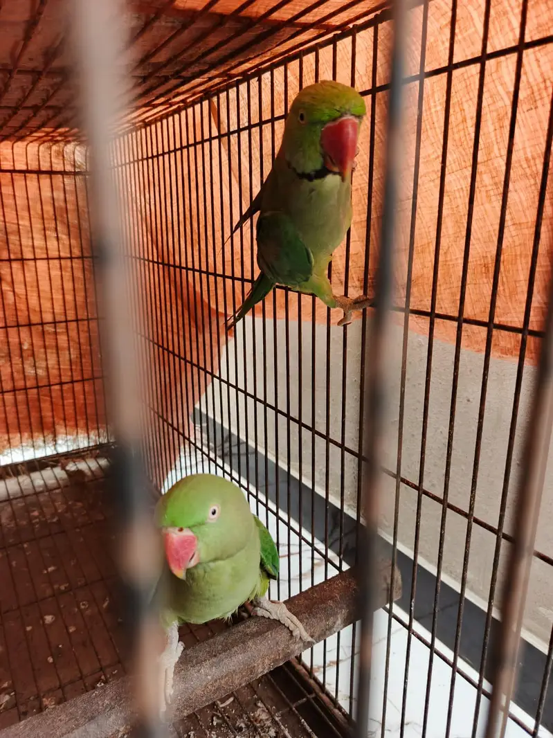 Kashmiri raw, blue ringneck — photo 3
