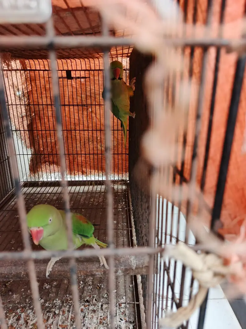 Kashmiri raw, blue ringneck — photo 4